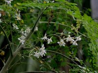 Moringa, az antioxidánsban gazdag szuperélelmiszer